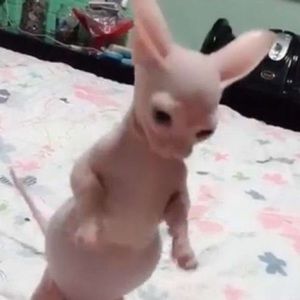 Meet your Posher, Christopher